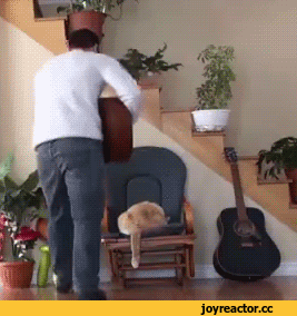 1.gif